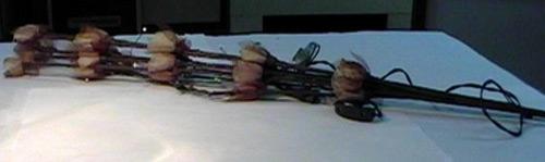 Lighting chain