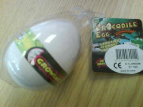 Growing pet crocodile egg