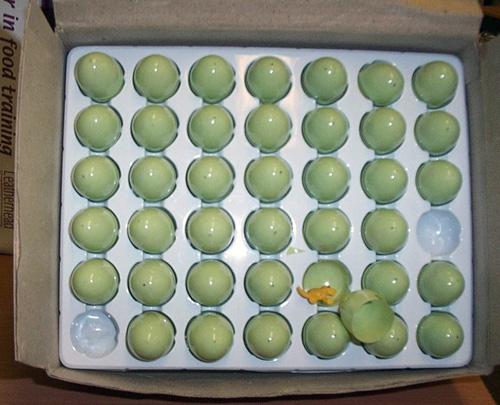 Expandable plastic egg