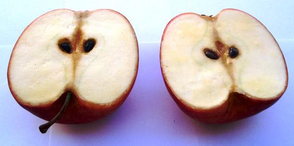 Decorative articles (apple halves and peach)