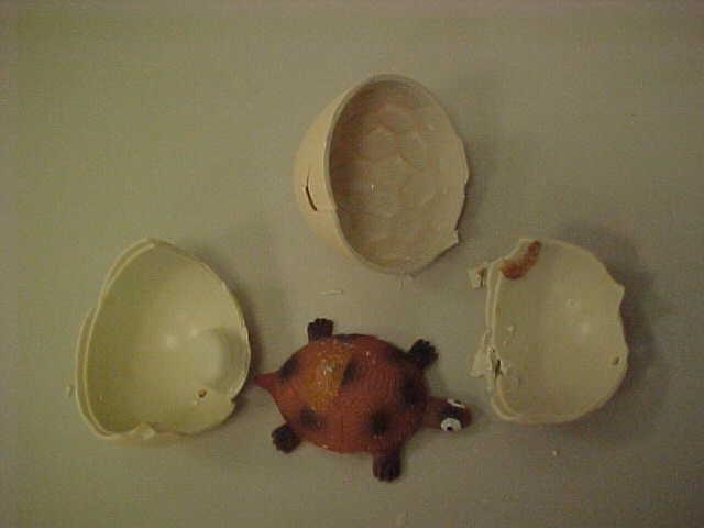 Expanding toys - Tortoise egg growing pet