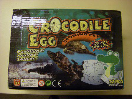 Growing pet - Crocodile egg