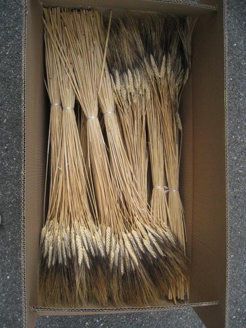 Ears of wheat "Triticum - black wisp- natural"